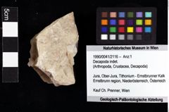 Foto (Objket + Etiketten) von Decapoda indet. 